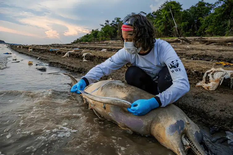 Tefé (AM) 30/09/2023 - Uma pesquisadora fazem medição e coleta de tecidos de botos mortos em lago no município de Tefé, no Amazonas. Para o ICMBio, há indícios de que a seca prolongada e a temperatura elevada na região possa ter causado as mortes dos animais
Foto: MIGUEL MONTEIRO/INSTITUTO MAMIRAUÁ
