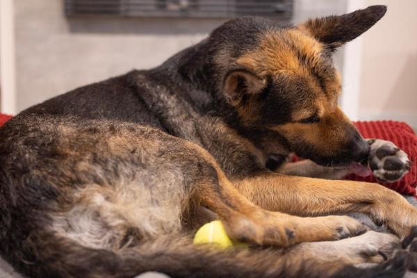 Meu cachorro se lambe muito à noite: causas e o que fazer - Alergias e problemas dermatológicos 