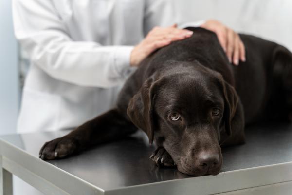 Pode dar chá de boldo para cachorro? - Contraindicações do chá de boldo para cachorro