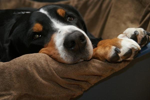 Meu cachorro se lambe muito à noite: causas e o que fazer - Dor e mal-estar físico 