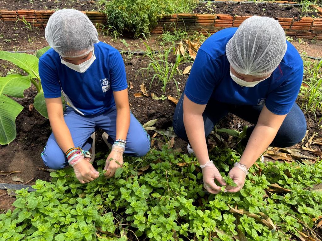 Alunos desenvolvem pomadas fitoterápicas do Cerrado em Barra do Garças, MT
